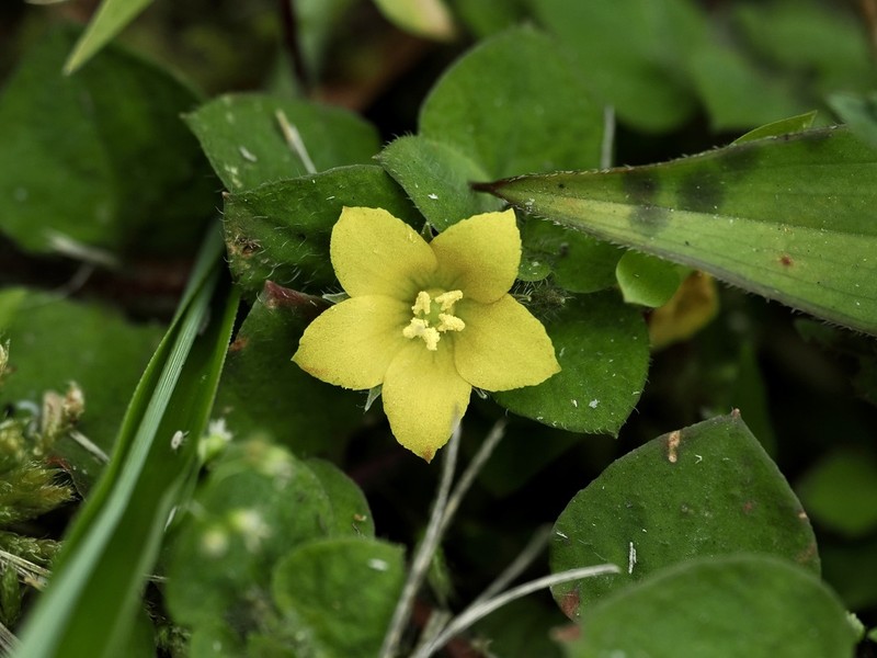 Lysimachia ravenii photo 4