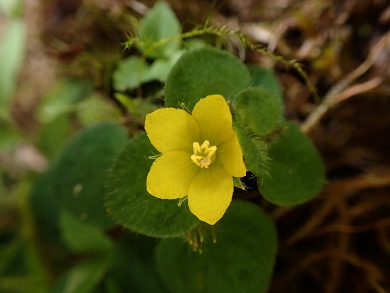 Lysimachia ravenii photo 5