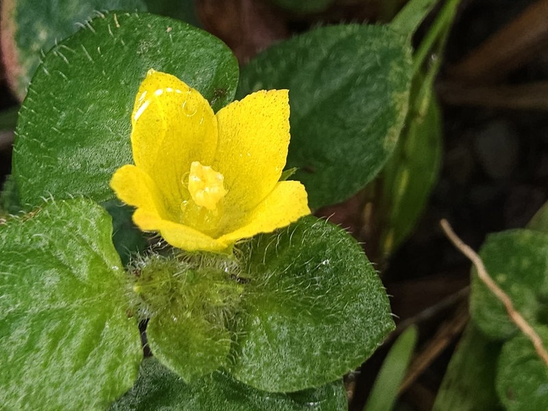 Lysimachia ravenii photo 6