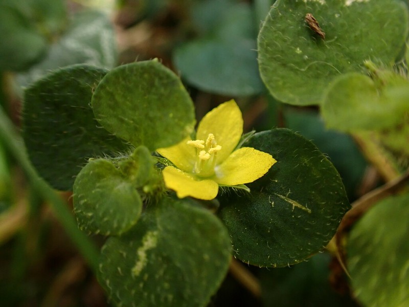 Lysimachia ravenii photo 7