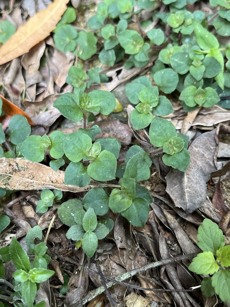 Lysimachia ravenii photo 8