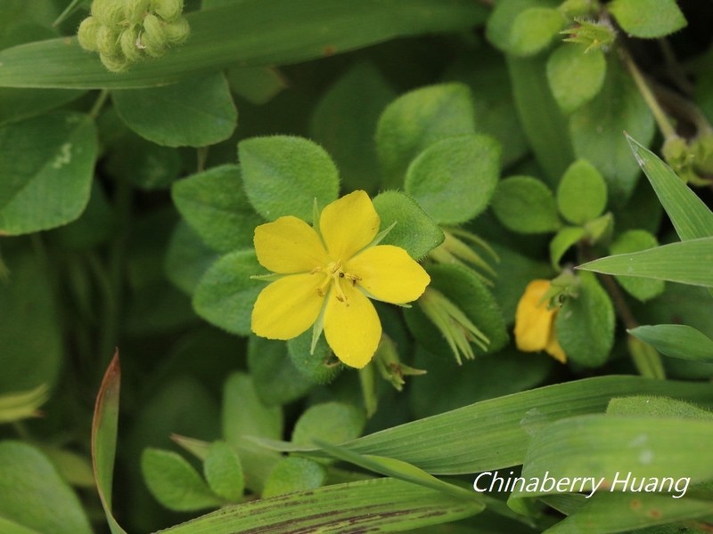 Lysimachia remota