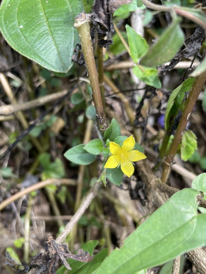 Lysimachia remota photo 2