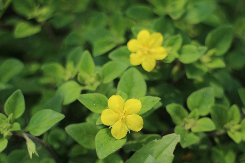 Lysimachia remota photo 3