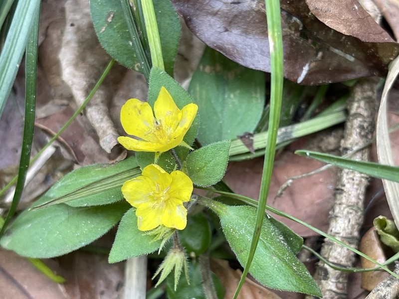 Lysimachia remota photo 4