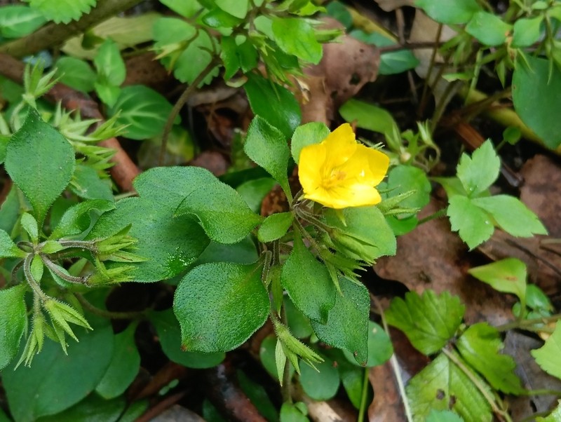 Lysimachia remota photo 5