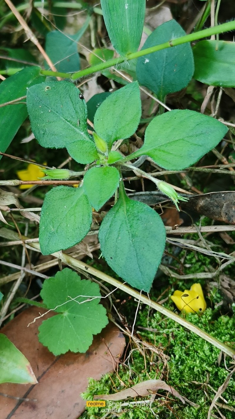 Lysimachia remota photo 6