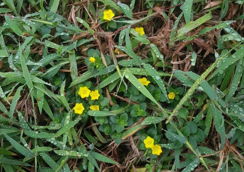 Lysimachia remota photo 7