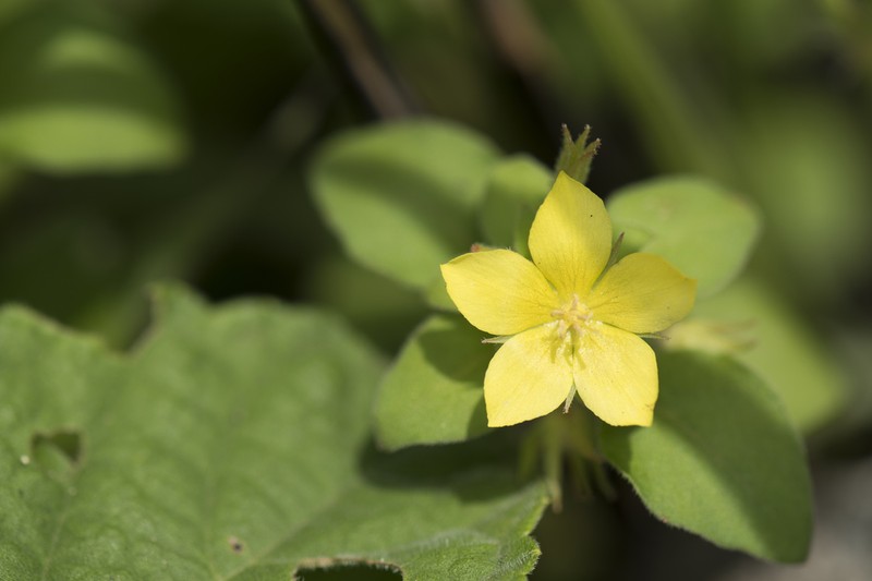 Lysimachia remota photo 8