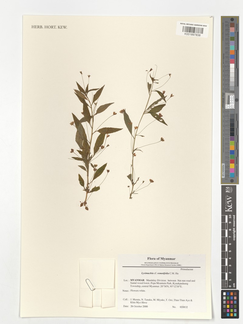 Lysimachia remotiflora
