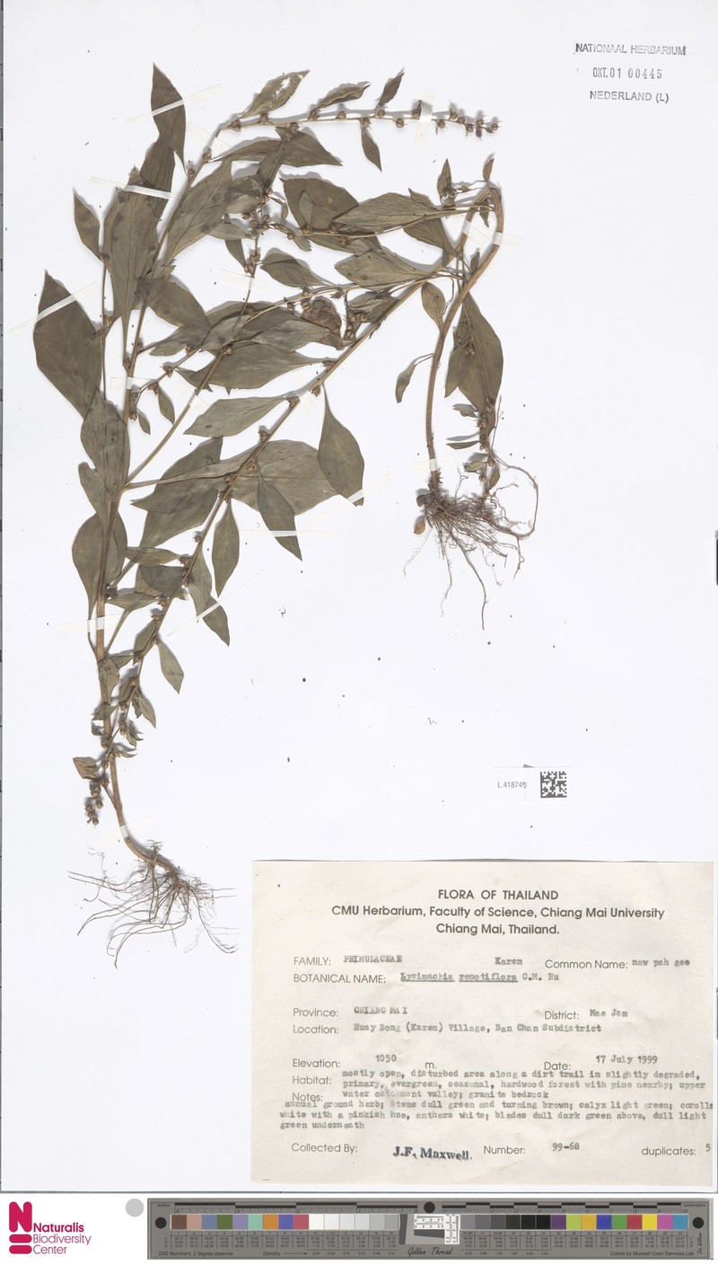 Lysimachia remotiflora photo 2