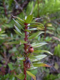 Rockface Yellow Loosestrife