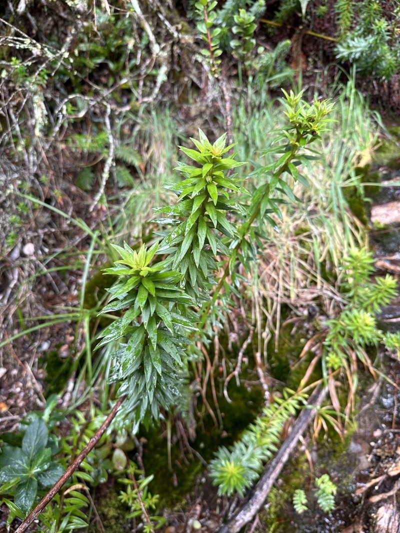 Rockface Yellow Loosestrife photo 4