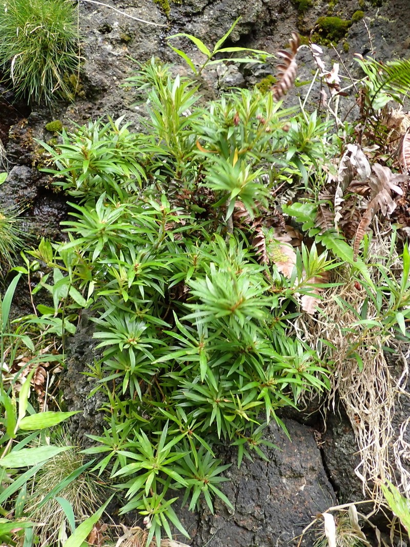 Rockface Yellow Loosestrife photo 6
