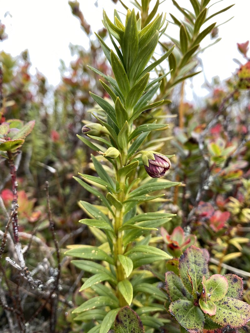 Rockface Yellow Loosestrife photo 7
