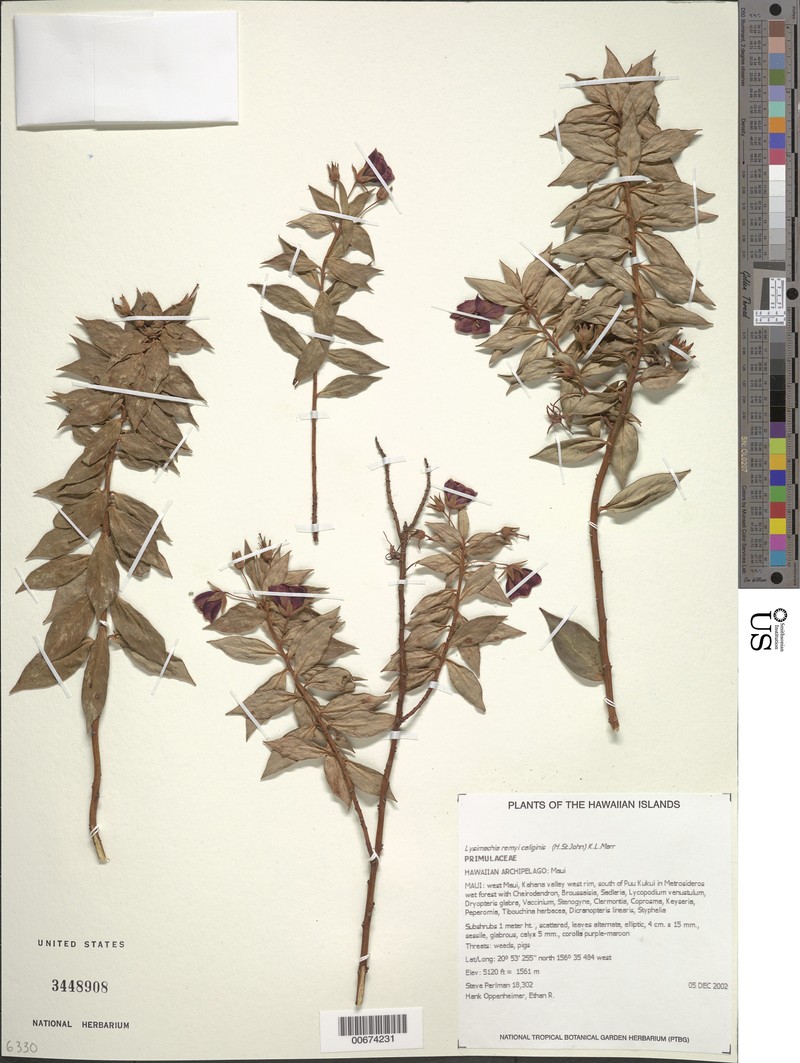 Lysimachia remyi subsp. remyi
