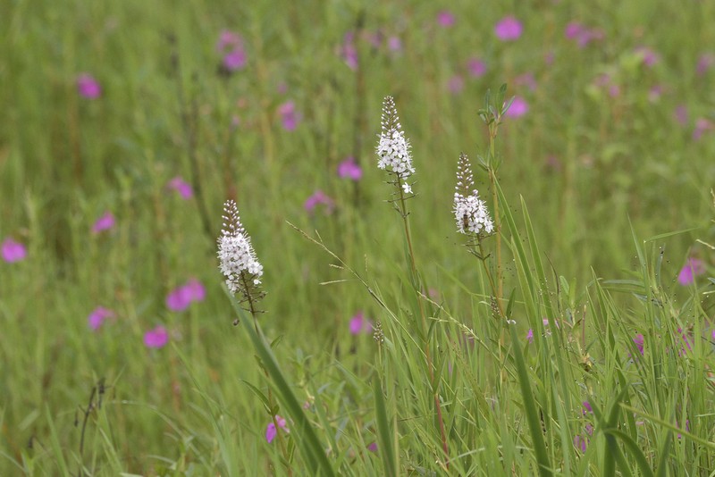 Lysimachia robusta