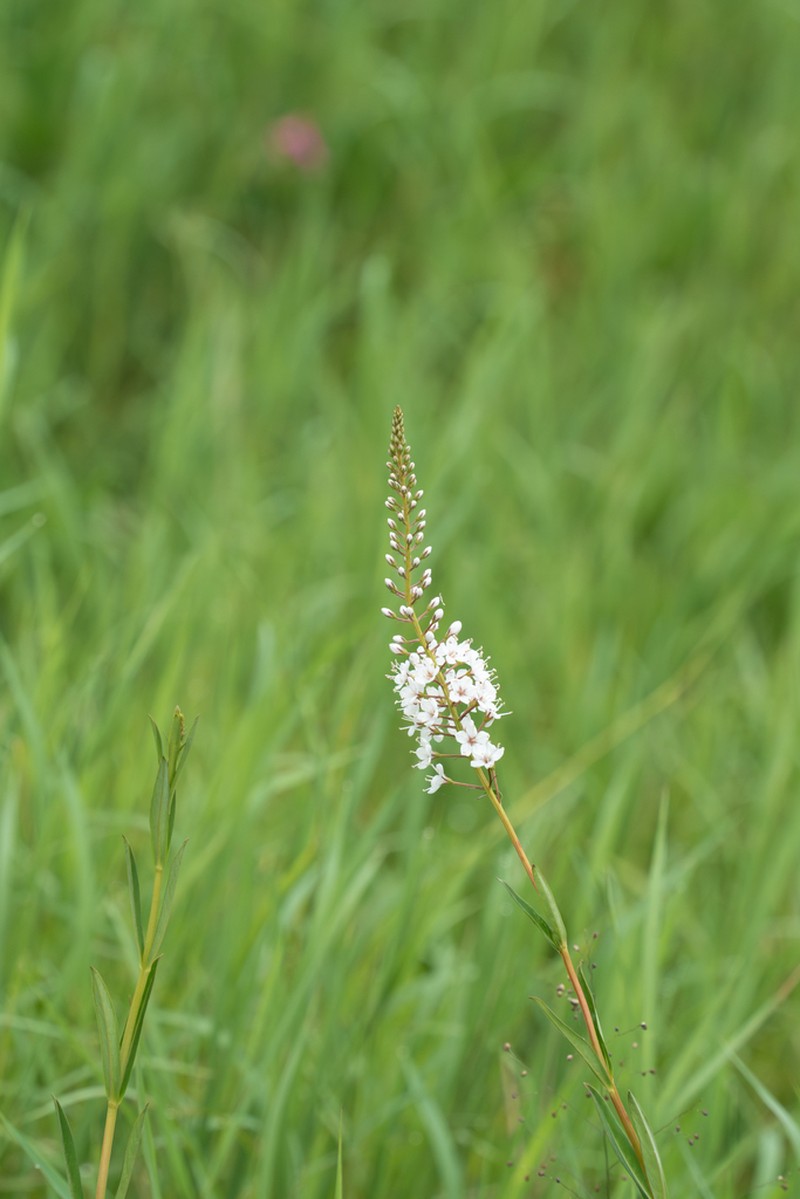 Lysimachia robusta photo 2