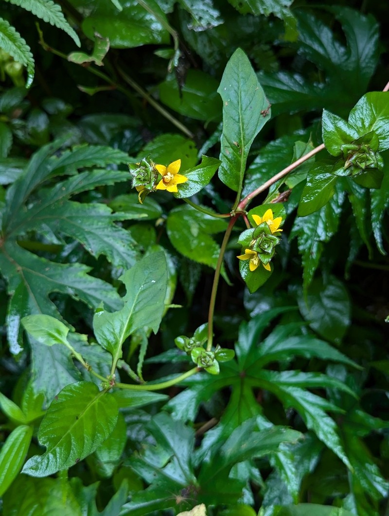 Lysimachia rubiginosa photo 2