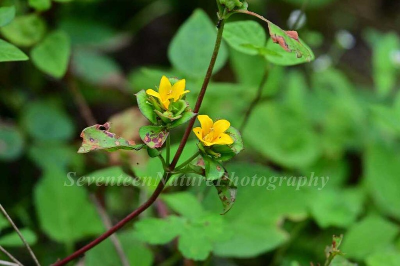 Lysimachia rubiginosa photo 3