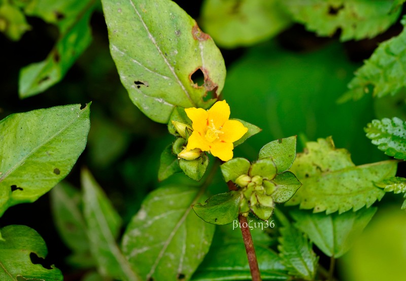Lysimachia rubiginosa photo 4