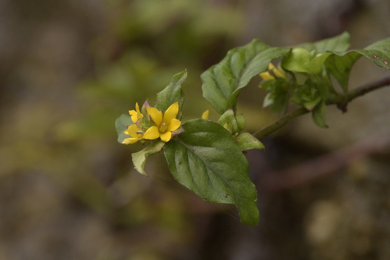 Lysimachia rubiginosa photo 5
