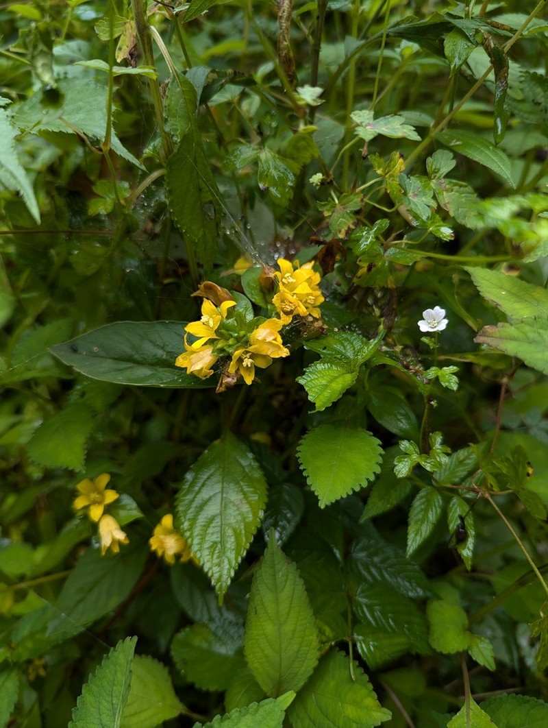 Lysimachia rubiginosa photo 6