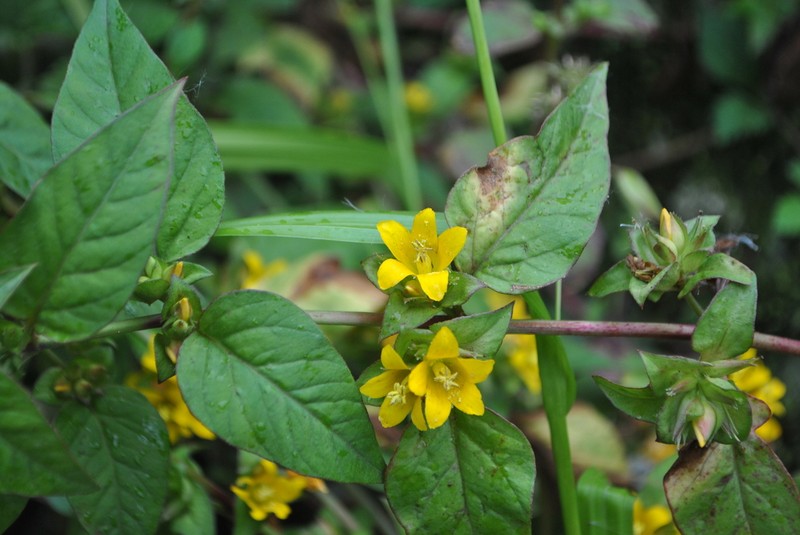 Lysimachia rubiginosa photo 7