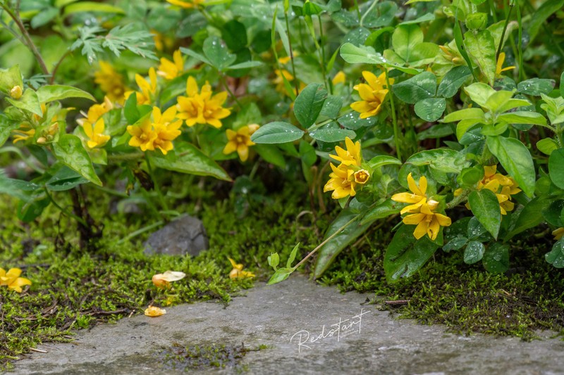 Lysimachia rubiginosa photo 8