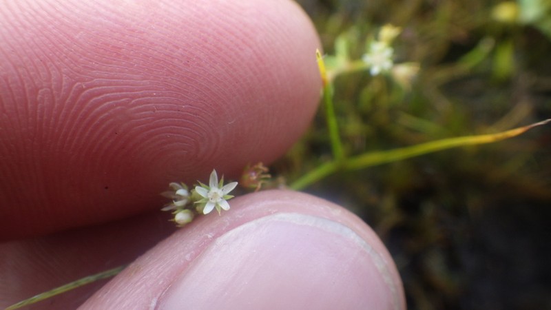 Lysimachia rubricaulis
