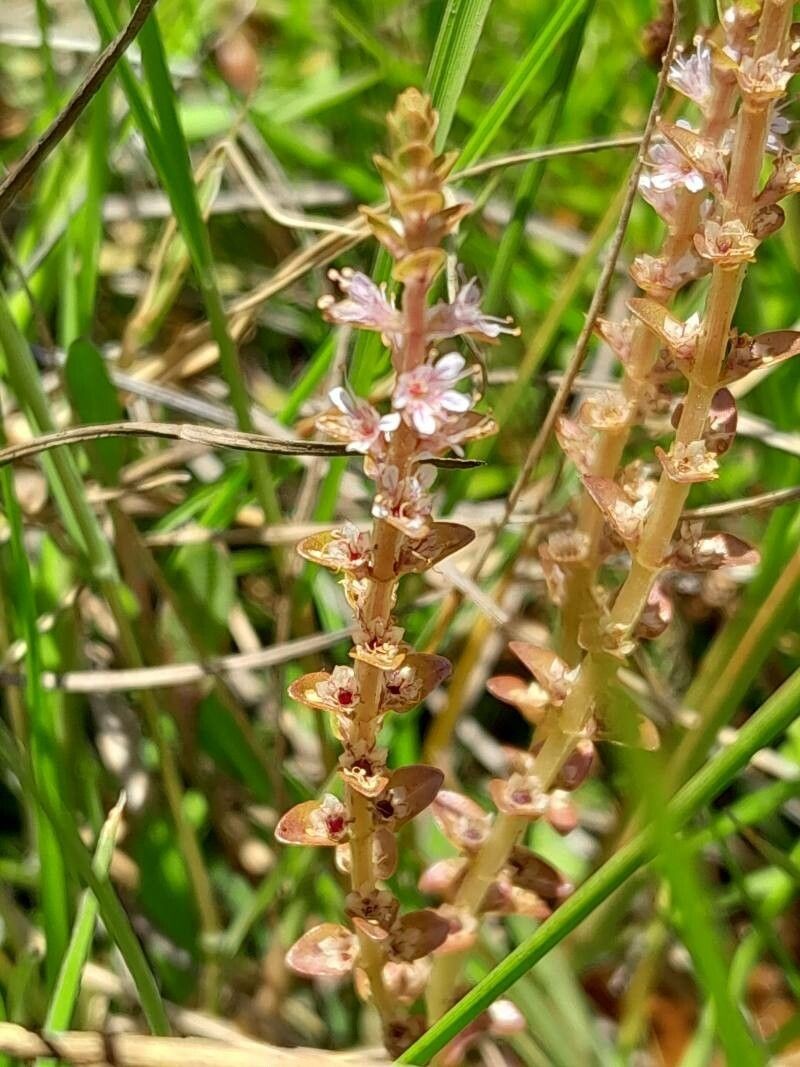 Lysimachia rubricaulis photo 2