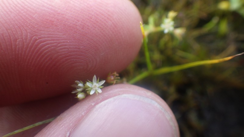 Lysimachia rubricaulis photo 3