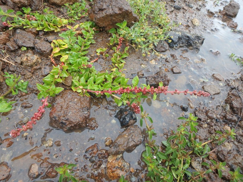 Lysimachia ruhmeriana