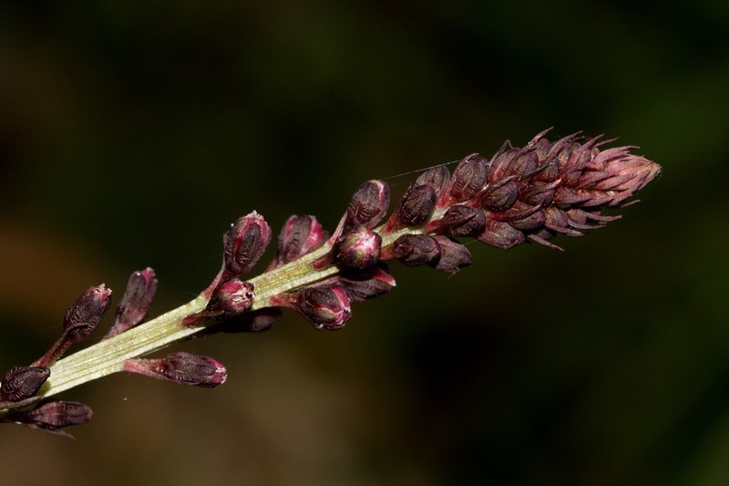 Lysimachia ruhmeriana photo 2