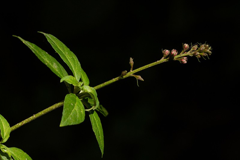 Lysimachia ruhmeriana photo 3