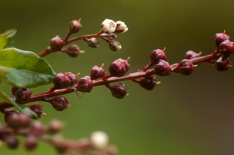Lysimachia ruhmeriana photo 4
