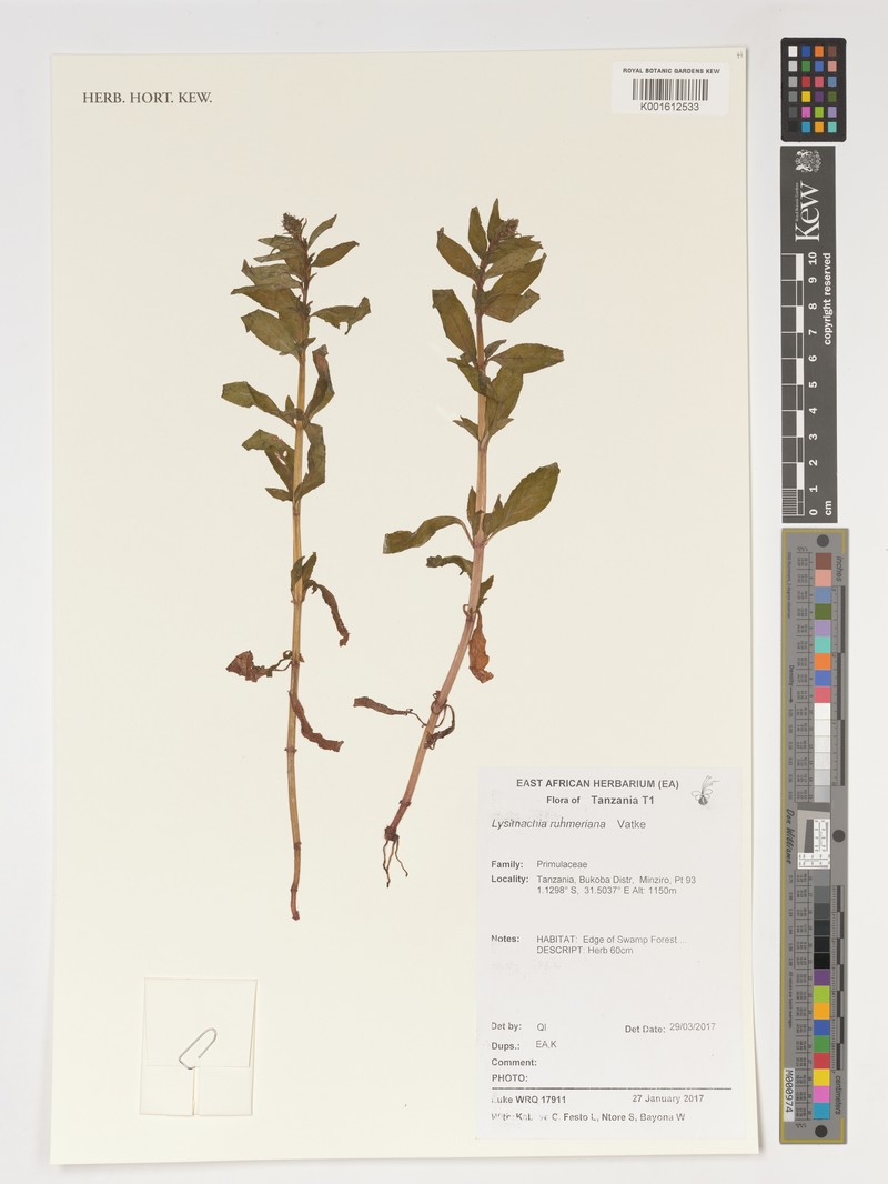 Lysimachia ruhmeriana photo 7