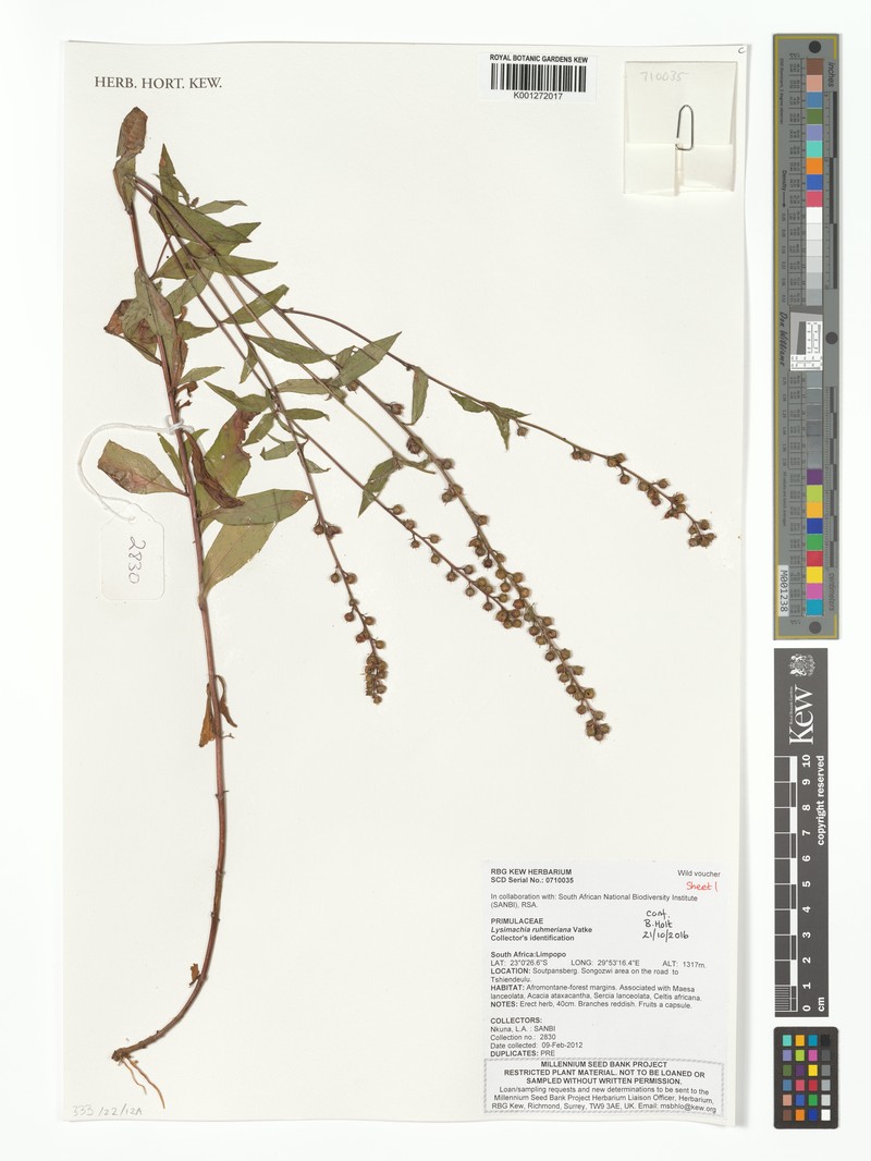 Lysimachia ruhmeriana photo 8