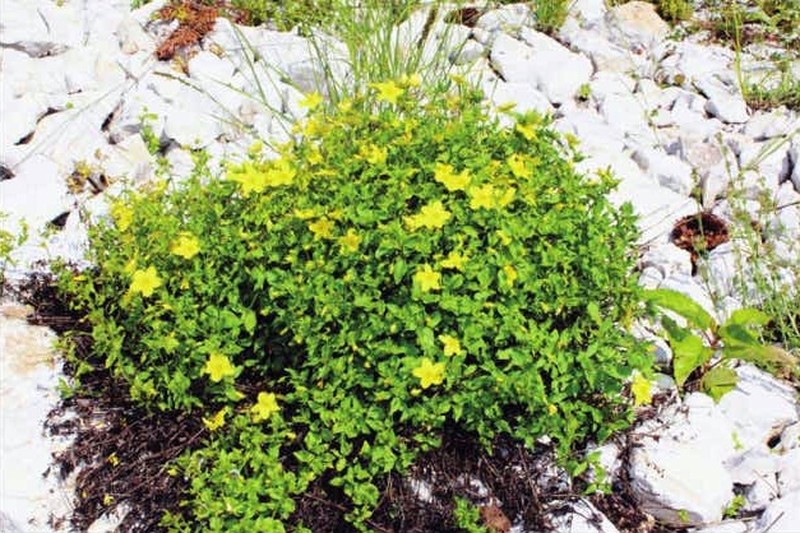 Lysimachia savranii