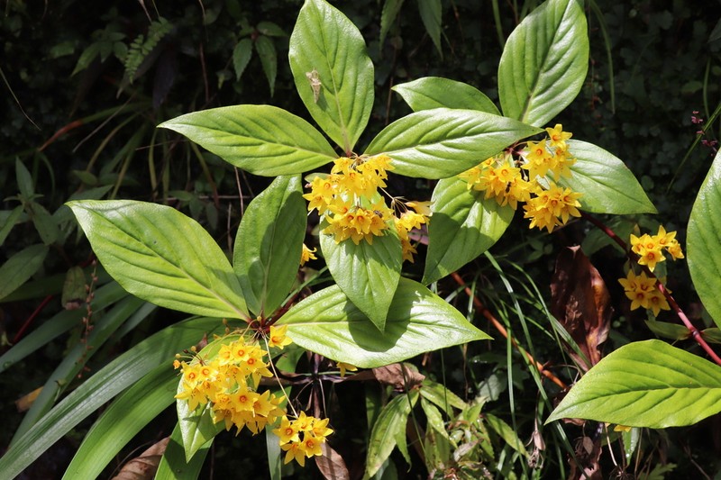 Lysimachia sciadantha
