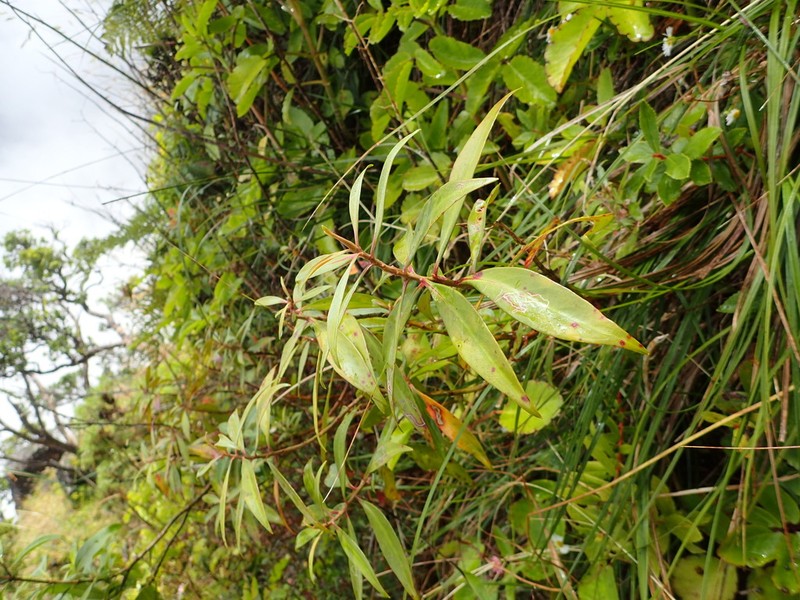 Shiny-Leaf Yellow Loosestrife photo 2