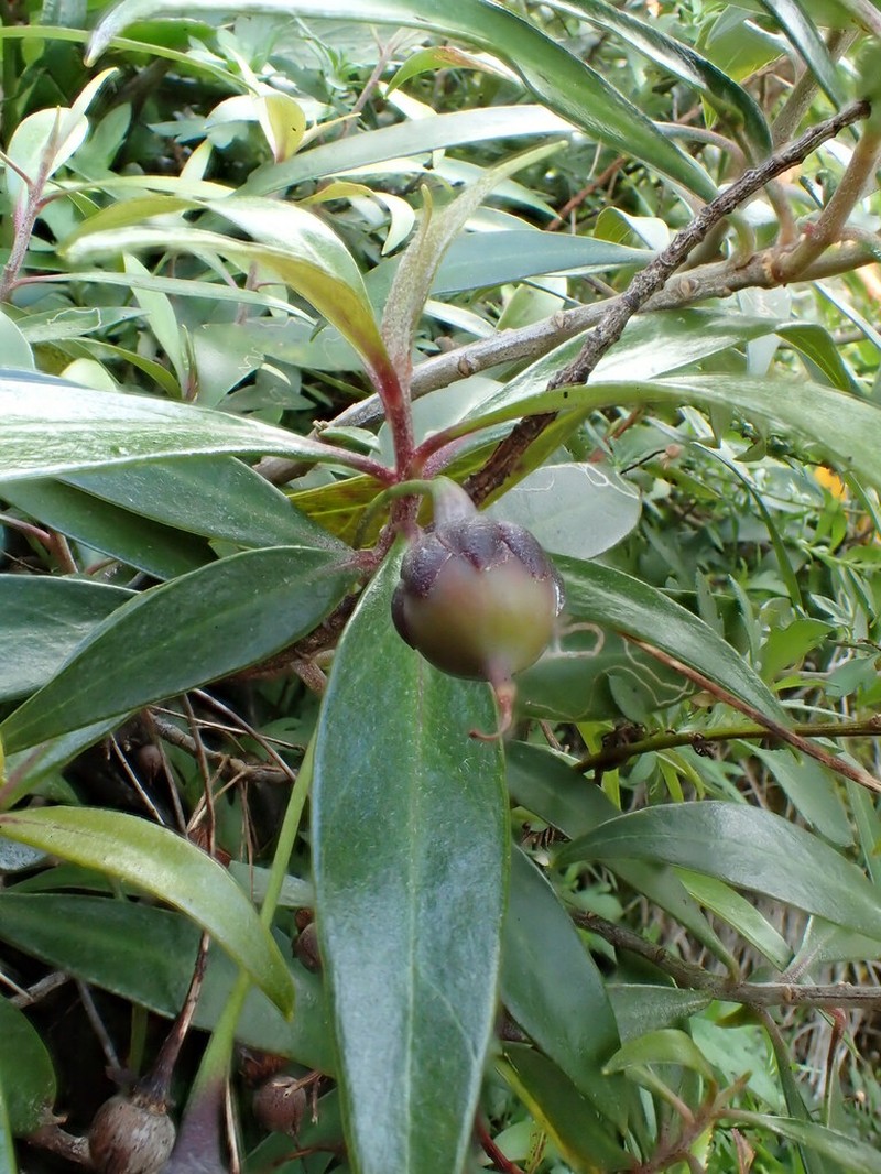 Shiny-Leaf Yellow Loosestrife photo 4