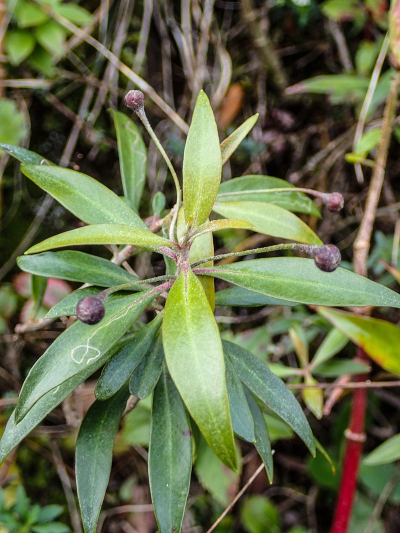 Shiny-Leaf Yellow Loosestrife photo 6