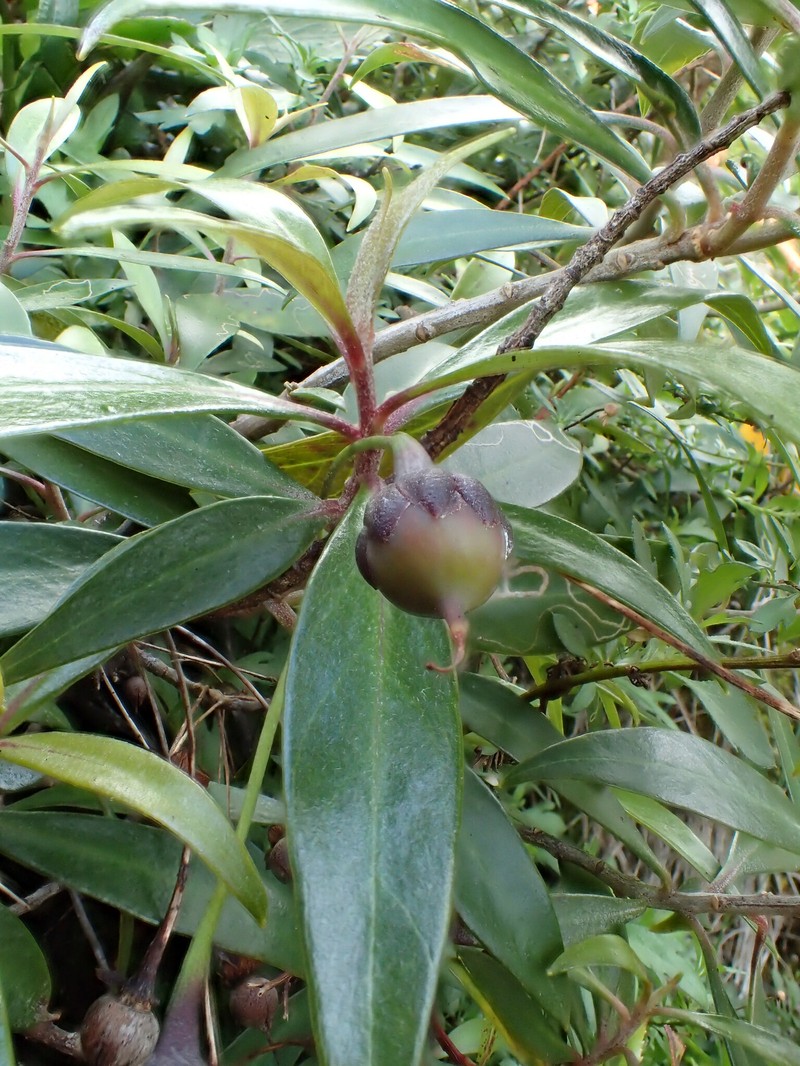 Shiny-Leaf Yellow Loosestrife photo 7