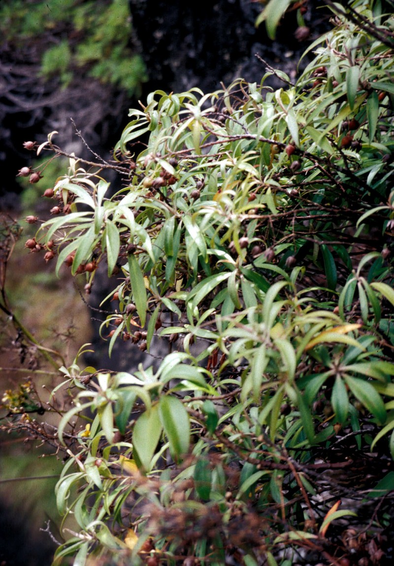 Shiny-Leaf Yellow Loosestrife photo 8