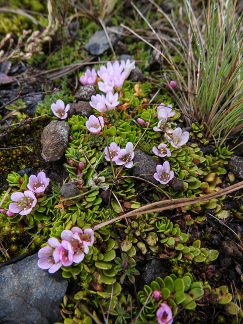 Lysimachia serpens
