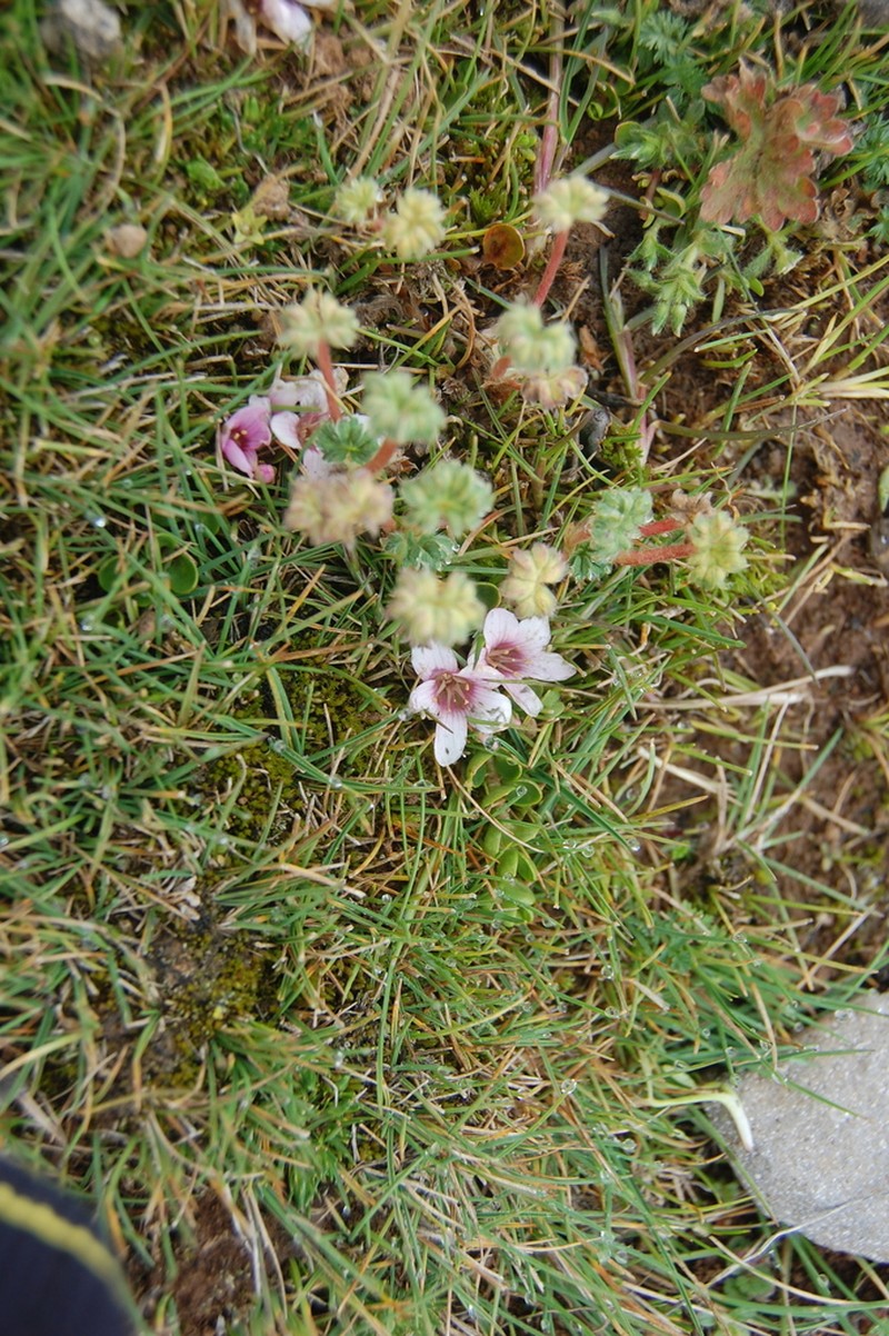 Lysimachia serpens photo 2