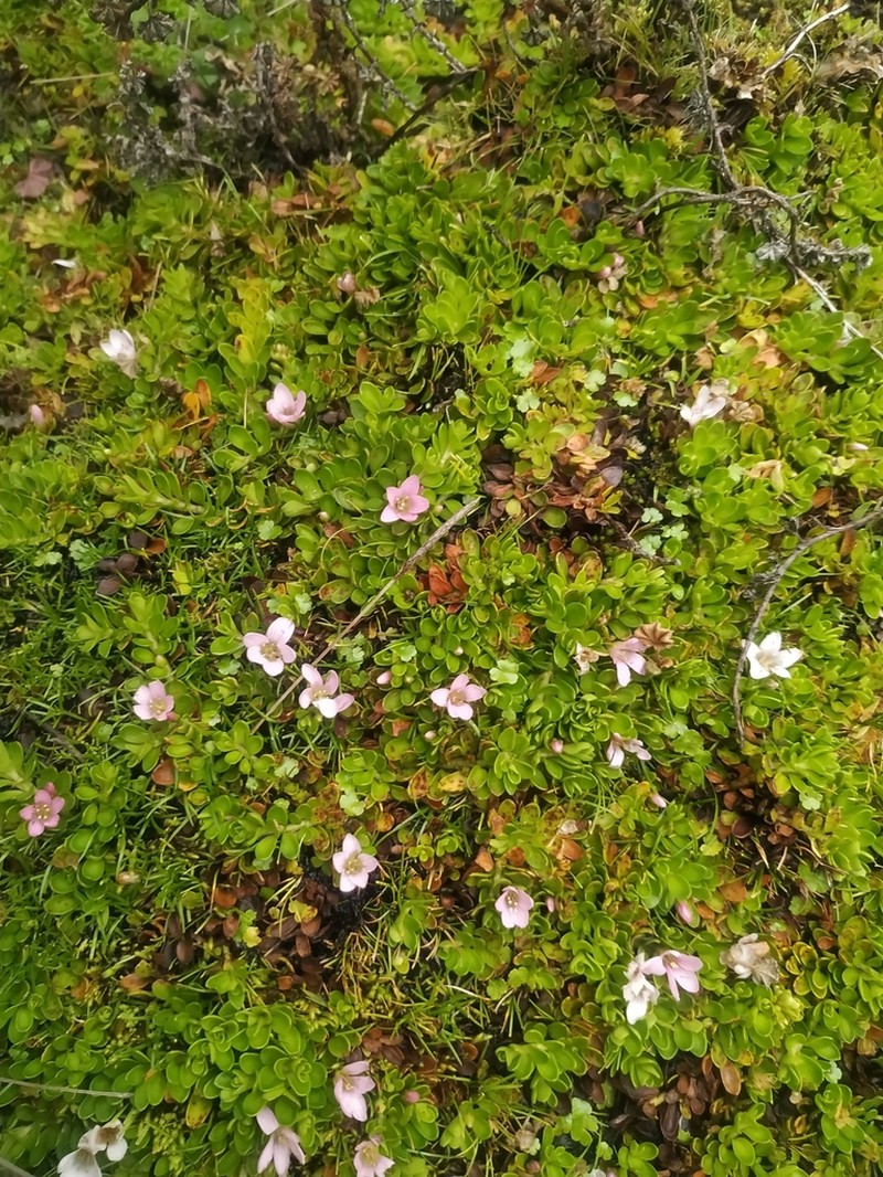 Lysimachia serpens photo 3