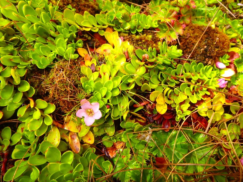 Lysimachia serpens photo 4