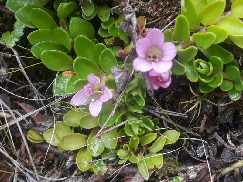 Lysimachia serpens photo 8